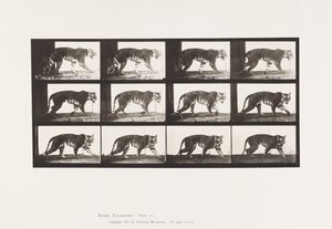 Plaat 729. Tijgerin; Lopen door Eadweard Muybridge