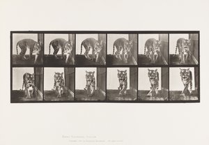 Plaat 730. Tijgerin; Lopen; Omdraaien door Eadweard Muybridge