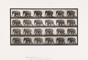 Plaat 733. Olifant; Lopen