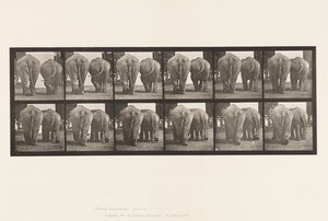 Plaat 735. Olifanten; Twee, Lopend door Eadweard Muybridge