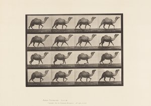 Plaat 736. Egyptische Kameel; Racking door Eadweard Muybridge
