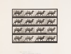 Plaat 737. Bactrische Kameel; Wandelen door Eadweard Muybridge
