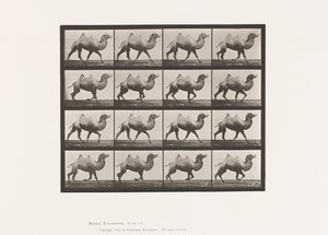 Plaat 738. Bactrische kameel; Rijden door Eadweard Muybridge