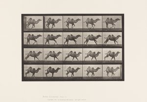 Plaat 740. Bactrische kameel; (Jong), Galloperen door Eadweard Muybridge