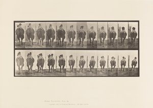 Plaat 742. Bactrische Kameel; A, Draf; B, Galopperen door Eadweard Muybridge
