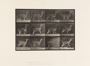 Plaat 743. Guanaco; Galloperen door Eadweard Muybridge
