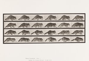 Plaat 744. Wasbeer; Lopend; Overgaand naar Galopperen door Eadweard Muybridge
