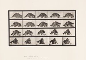Plaat 745. Wasbeer; Lopend; en Omdraaiend door Eadweard Muybridge