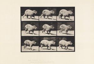 Plaat 746. Capibara; Lopend door Eadweard Muybridge