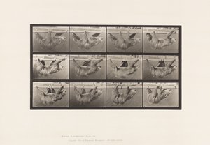 Plaat 750. Luiaard; Lopend, Hangend aan een Horizontale Paal door Eadweard Muybridge