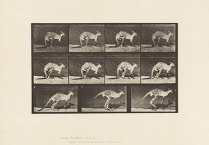 Plaat 751. Kangoeroe; Lopend op vier poten; Overgang naar springen door Eadweard Muybridge
