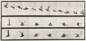 Plaat 755. Duif; Vliegend door Eadweard Muybridge