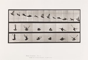 Plaat 755. Duif; Vliegend door Eadweard Muybridge