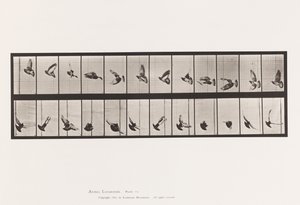 Plaat 756. Duif; Vliegend door Eadweard Muybridge