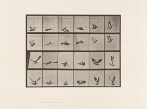 Plaat 757. Duif; Vliegend door Eadweard Muybridge