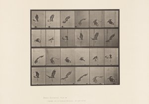 Plaat 763. Roodstaartbuizerd; Vliegen door Eadweard Muybridge