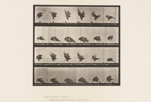 Plaat 770. Amerikaanse Adelaar; Vliegend Dichtbij de Grond door Eadweard Muybridge