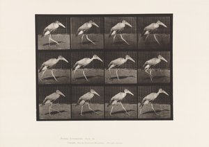 Plaat 774. Adjudant; Lopend door Eadweard Muybridge