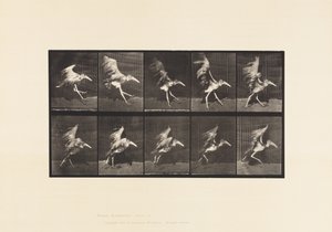 Plaat 775. Adjudant; Vliegende Run door Eadweard Muybridge