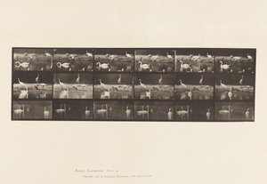 Plaat 776. Ooievaars; Zwanen, enz., A, B, C door Eadweard Muybridge
