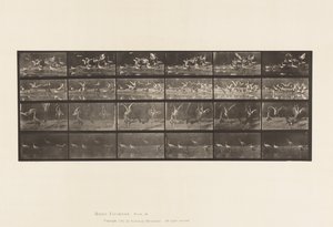 Plaat 777. Ooievaars; etc, A, B, C, D door Eadweard Muybridge