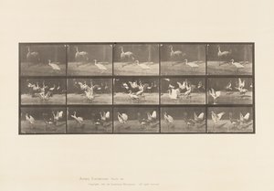 Plaat 778. Ooievaars; enz, A, B, C door Eadweard Muybridge