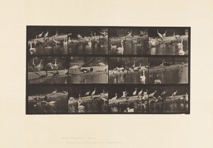 Plaat 779. Ooievaars; Zwanen, enz. door Eadweard Muybridge