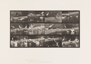 Plaat 780. Ooievaars; Zwanen, enz. door Eadweard Muybridge