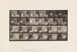 Plaat 781. Kippen; Geschrokken door Torpedo