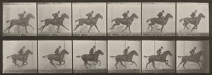 Plaat nummer 624. "Daisy" in galop, gezadeld door Eadweard Muybridge