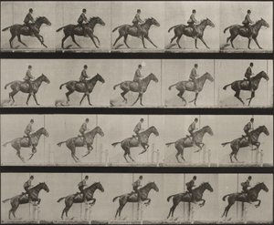 Plaat nummer 636. “Daisy” springt gesadeld over een hindernis en bereidt zich voor op de sprong door Eadweard Muybridge