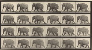 Plaat nummer 733. Olifant lopend door Eadweard Muybridge