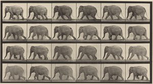 Plaat nummer 733. Wandelende olifant door Eadweard Muybridge