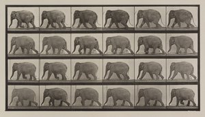 Plaat nummer 733. Olifant loopt door Eadweard Muybridge
