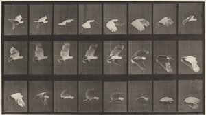 Plaat Nummer 758. Kaketoe die vliegt door Eadweard Muybridge