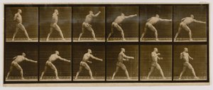 Pugilist die een slag uitdeelt, uit het boek Animal Locomotion