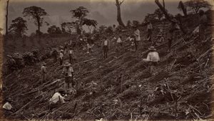 Aanleg van een koffieplantage in Antigua de Guatemala door Eadweard Muybridge