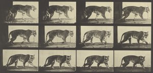 Tijger lopend, Plaat 729 uit Animal Locomotion, 1887 door Eadweard Muybridge