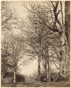 De beuk van koningin Adelaide,1864 (foto) door Earl of Caithness