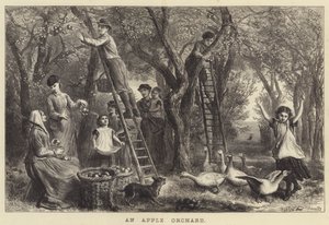 Een appelboomgaard (gravure)