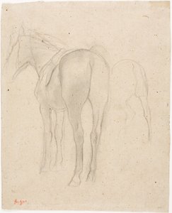 Studies van een paard