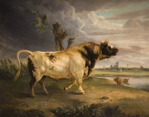 Een prijsstier