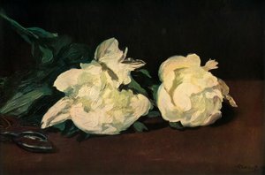 Witte pioenen