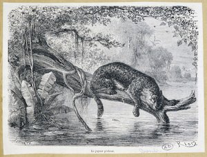 Jaguar kijkt naar zijn prooi op een boomstam boven het water - gravure 19e eeuw