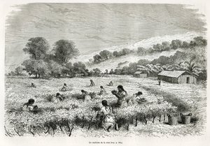 Coca bladeren plukken in de Ituata-vallei, illustratie van de reis in de Titicaca-regio en de valleien van Oost-Laag-Peru, in 1873 door Paul Marcoy. Gravure in Le tour du monde door Edouard Riou
