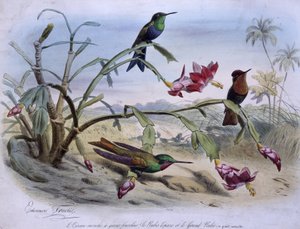 Vliegende vogels: vorkstaartvogel, topaas robijn en grote robijn - getekend door E. Travies