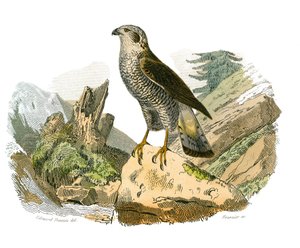 Natuurhistorisch bord: Zoologisch bord met roofvogels in de nacht. De rond. Plaat getekend uit de negen delen over vogels in 
