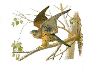 Natuurhistorische plaat: Zoölogische plaat die nachtroofvogels voorstelt. De cress. Plaat getekend uit de negen delen over vogels in 