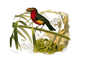 Natuurhistorische plaat: Zoologische plaat die klimmers voorstelt. De barbican. Plaat getekend uit de negen delen over vogels in 