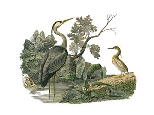 Zoologische plaat met watervogels en cultrirostrous steltlopers (met grote, lange en sterke snavels): reiger en krab. Illustratie uit 